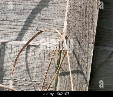 Regno Unito selvatica comune o lucertola vivipara sul muro di recinzione di legno ; Essex; Inghilterra; Regno Unito Foto Stock