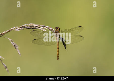 Common darter (Sympetrum striolatum) sull'erba, vista dorsale. Libellula femmina nella famiglia Libellulidae Foto Stock