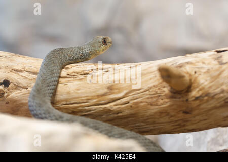 Montpellier snake (Malpolon insignitus), è una specie di blandamente velenosa retro-fanged colubrids Foto Stock