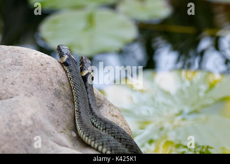 Comune di biscia dal collare (Natrix natrix) close up ritratto, Ceco, vita selvatica Foto Stock