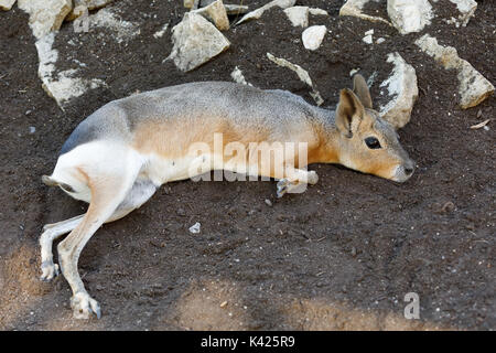 Nasello di Patagonia Mara (Dolichotis patagonum) - relativamente grosso roditore Foto Stock