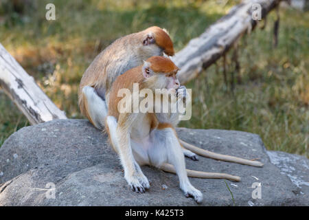 Patas monkey (Erythrocebus patas), noto come il wadi o ussaro monkey Foto Stock