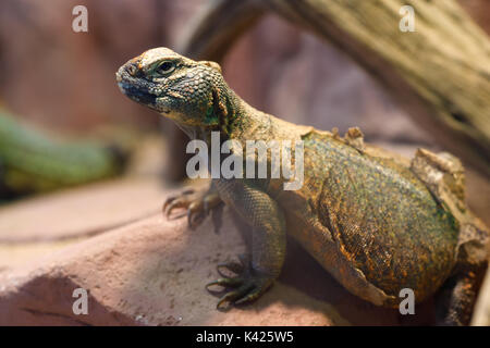 Uromastyx, un genere di Africa e Asia e drago lucertole, comunemente chiamato spinoso-tailed lucertole, uromastyces, mastigures o dabb lucertole Foto Stock