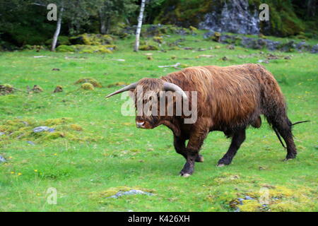 Highland bovini in Norvegia Foto Stock