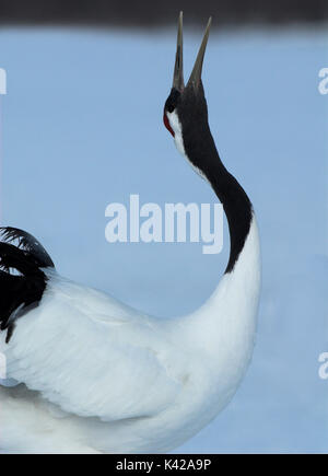 Red Crowned Crane, Grus japonensis, close up, visualizzazione, dancing, testa indietro, becco aperto, chiamando, Isola Hokkaido, giapponese, asiatici, gru, tancho, cr Foto Stock