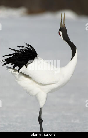 Red Crowned Crane, Grus japonensis, visualizzazione, dancing, chiamando, testa indietro, Isola Hokkaido, giapponese, asiatici, gru, tancho, crestata, bianco, nero Foto Stock