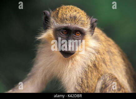 Vervet Monkey, Cercopithecus aethiops, Africa occidentale Foto Stock