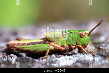 Un comune Cavalletta verde, (Omocestus viridulus) a riposo su un ceppo di albero nel Lake District inglese. Foto Stock