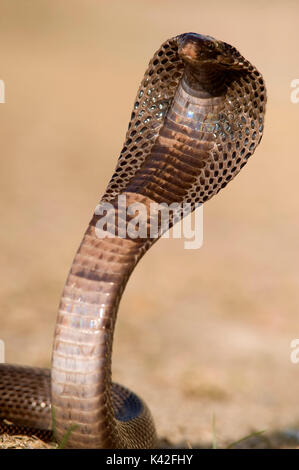 Cobra egiziano, Naja haje, utilizzato per il serpente incantatore mostrano, allevati in alto mostra il cofano, Rann di Kutch, Gujarat, India Foto Stock