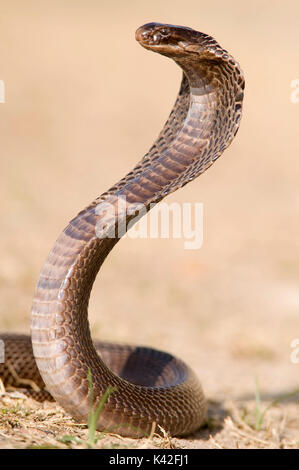 Cobra egiziano, Naja haje, utilizzato per il serpente incantatore mostrano, allevati in alto mostra il cofano, Rann di Kutch, Gujarat, India Foto Stock