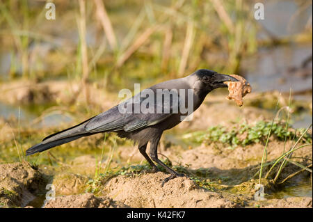 Casa Crow, Corvus splendens, Nalsarovar Bird Sanctuary, Gujarat, India, Colombo Crow, alimentazione sul cibo spazzato Foto Stock