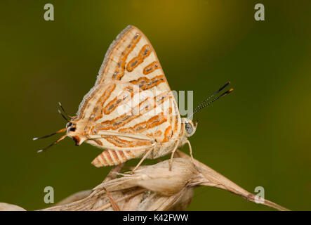 Silverline comune Butterfly su erba, Spindasis vulcanus, Gir Forest National Park e il santuario della fauna selvatica, Gujarat, India Foto Stock