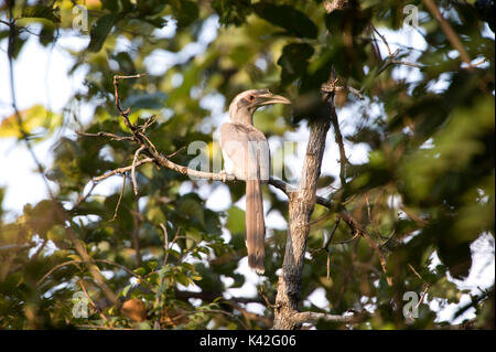 Grigio indiano Hornbill, Ocyceros birostris, Bandhavgarh National Park Foto Stock
