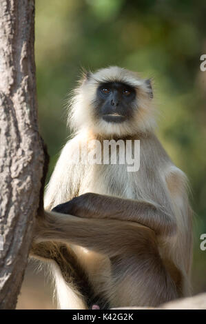 Grigio, comuni o Hanuman Langur, Semnopitheaus entellus seduti, Bandhavgarh National Park, volto ritratto Foto Stock