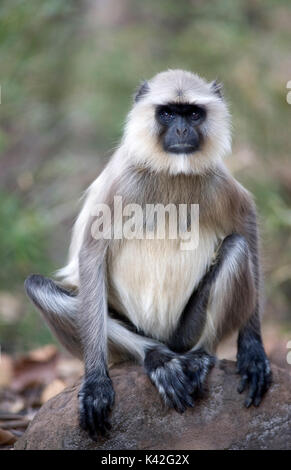 Grigio, comuni o Hanuman Langur, Semnopitheaus entellus seduti, Bandhavgarh National Park, volto ritratto Foto Stock