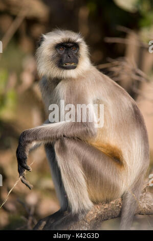 Grigio, comuni o Hanuman Langur, Semnopitheaus entellus seduti, Bandhavgarh National Park Foto Stock