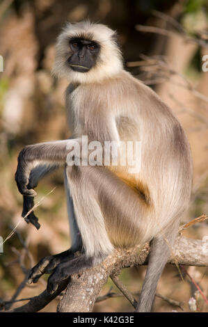 Grigio, comuni o Hanuman Langur, Semnopitheaus entellus seduti, Bandhavgarh National Park Foto Stock