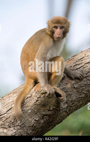 Macaco Rhesus, macaca mulatta, giovane seduto nella struttura ad albero fissando il look di avvertimento, parco di cittadino di Corbett, Uttarakhand, India settentrionale Foto Stock