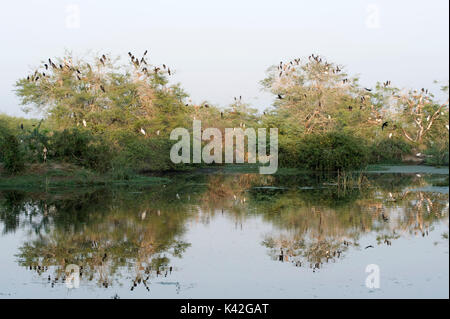 Dipinto di cicogne, Mycteria leucocephala & il cormorano Phalacrocorax sp, sono ' appollaiati in alberi, Parco Nazionale di Keoladeo o Keoladeo Ghana Parco nazionale ex Foto Stock