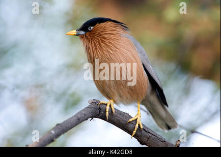 Brahminy Myna o Brahminy Starling, Sturnia pagodarum, Keoladeo Ghana National Park, Rajasthan, India, precedentemente noto come Bharatpur Bird Sanctuary, Foto Stock