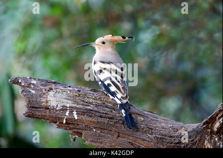 Upupa, Upupa epops, Keoladeo Ghana National Park, Rajasthan, India, precedentemente noto come Bharatpur Bird Sanctuary, Patrimonio Mondiale dell UNESCO Foto Stock