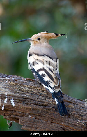 Upupa, Upupa epops, Keoladeo Ghana National Park, Rajasthan, India, precedentemente noto come Bharatpur Bird Sanctuary, Patrimonio Mondiale dell UNESCO Foto Stock