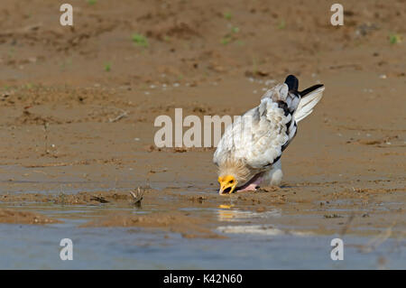 Avvoltoio Capovaccaio bere, Uttar Pradesh, India / (Neophron percnopterus) | Schmutzgeier, Uttar Pradesh, Indien / (Neophron percnopterus) Foto Stock