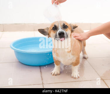 Pembroke corgi ottenendo un bagno nel periodo estivo Foto Stock