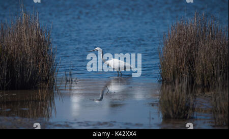 Airone bianco maggiore la pesca Foto Stock