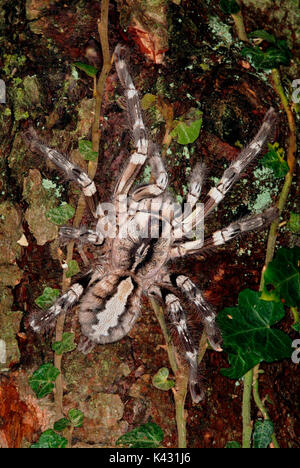 Indiano ragno ornamentali, Poecilotheria regalis, sulla struttura, più grande del mondo albero dimora Tarantola Foto Stock