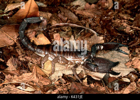 Indiano gigante scorpione nero, Heterometrus swammerdami, sul suolo della foresta, il più grande del mondo scorpion a 9 pollici di lunghezza completamente cresciuti Foto Stock