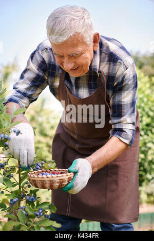 I mirtilli sono uno dei miei frutti preferiti Foto Stock