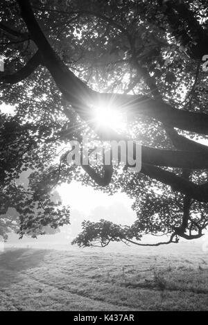 La luce del sole nei rami di un sicomoro in una nebbiosa mattina autunnale. Foto Stock