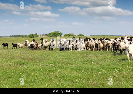 Allevamento di ovini in esecuzione sul campo Foto Stock