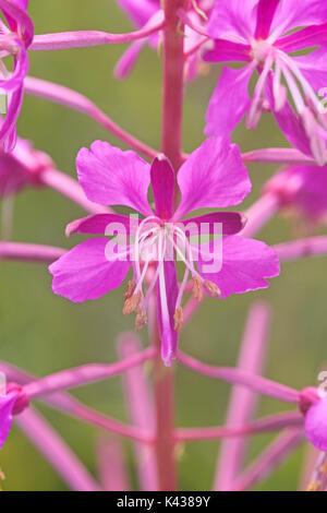 Rosebay willowherb (epilobium angustifolium) Foto Stock