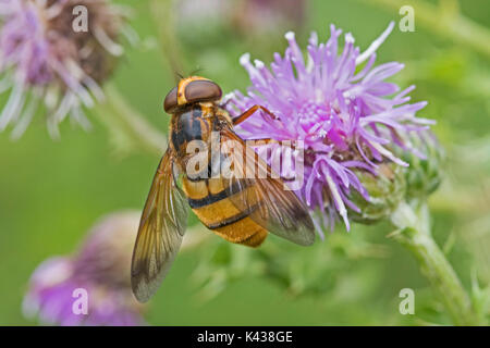 Femmina wasp-imitare hoverfly alimentazione su creeping thistle Foto Stock