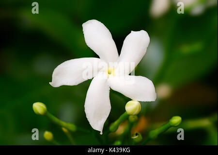 Arricciato gelsomino, Rajasthan, India / (Tabernaemontana divaricata) | Schmetterlingsgardenie, Rajasthan, Indien Foto Stock