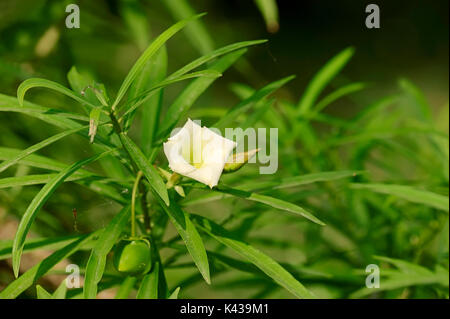 Oleander giallo / (Thevetia peruviana, Thevetia neriifolia, Cascabela thevetia, Cerbera peruviana, Cascabela neriifolia) | Schellenbaum Foto Stock