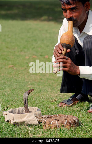 Il serpente incantatore con Spectacled Cobra, New Delhi, India / (Naja naja) | Schlangenbeschwoerer mit Indischer Kobra, Neu-Delhi, Indien Foto Stock