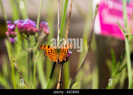 Virgola Butterfly - Polygonia c-album cattura di sun su piante in Garden Centre Salisbury England Regno Unito Foto Stock