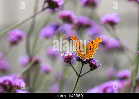 Virgola Butterfly - Polygonia c-album cattura di sun su piante in Garden Centre Salisbury England Regno Unito Foto Stock