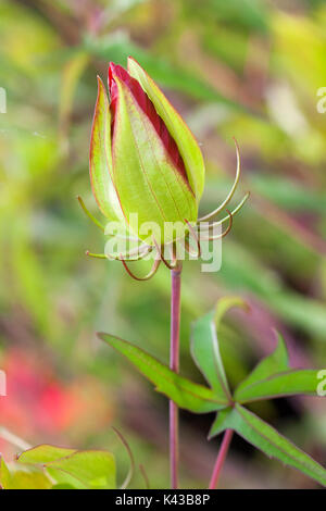 Rosso di fiori di ibisco Foto Stock