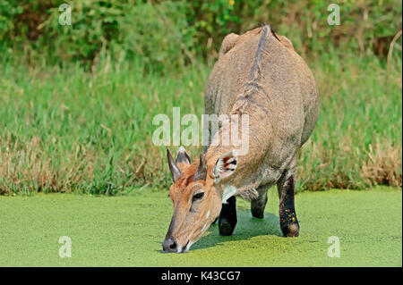 Nilgai, maschio a bere di Keoladeo Ghana national park, Rajasthan, India / (Boselaphus tragocamelus) | Nilgauantilope, maennlich Foto Stock