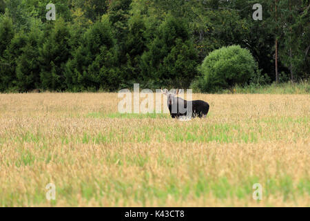 Alce maschio si erge nel mezzo di un campo di grano e guarda dritto. Foto Stock