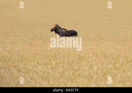 Vista laterale dei maschi di elk, Alces alces, muovendosi nel mezzo del campo di grano in autunno. Foto Stock