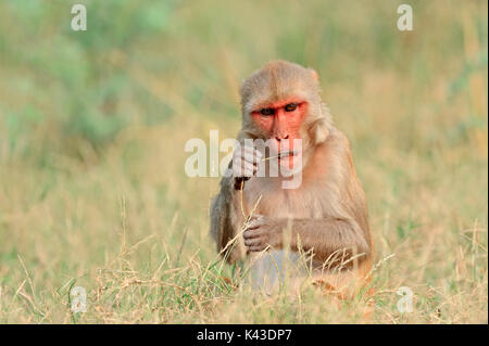 Scimmia Rhesus, femmina, Keoladeo Ghana national park, Rajasthan, India / (macaca mulatta) | Rhesusaffe, weiblich, Keoladeo Ghana Nationalpark Foto Stock
