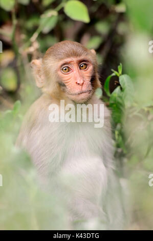 Giovani di scimmia rhesus, Keoladeo Ghana national park, Rajasthan, India / (macaca mulatta) | Rhesusaffe, Jungtier, Keoladeo Ghana Nationalpark, Rajasthan Foto Stock