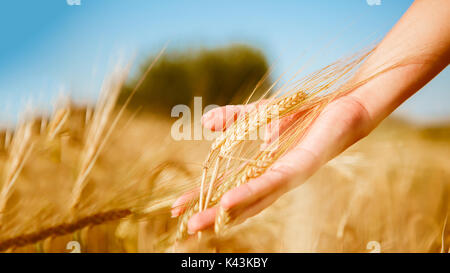 Immagine dell uomo toccando spikelets di grano nel campo durante il giorno Foto Stock