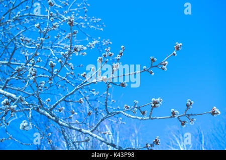 Rami con boccioli soffici contro il blu cielo luminoso closeup Foto Stock