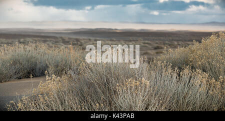 La gomma rabbitbrush arbusti crescono in dry lake letto fossile del lago di fronte alla valle di Natale le dune di sabbia e la foresta persa Febbraio 21, 2017 vicino a valle di Natale, Oregon. (Foto di Greg brillare attraverso Planetpix) Foto Stock